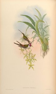 ロドピスベスパー 作： John Gould